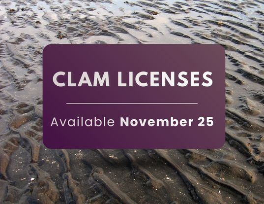Clam licenses (3)